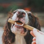 Are Dentastix Good for Dogs
