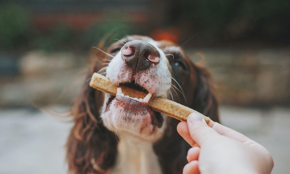 Are Dentastix Good for Dogs