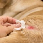 Are Dog Hotspots Contagious