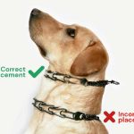 Are Dog Pinch Collars Cruel