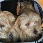 Are Dogs Allowed at Bicester Village