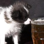 Are Dogs Allowed in Wetherspoons