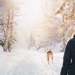 Are Dogs Allowed in Winter Wonderland