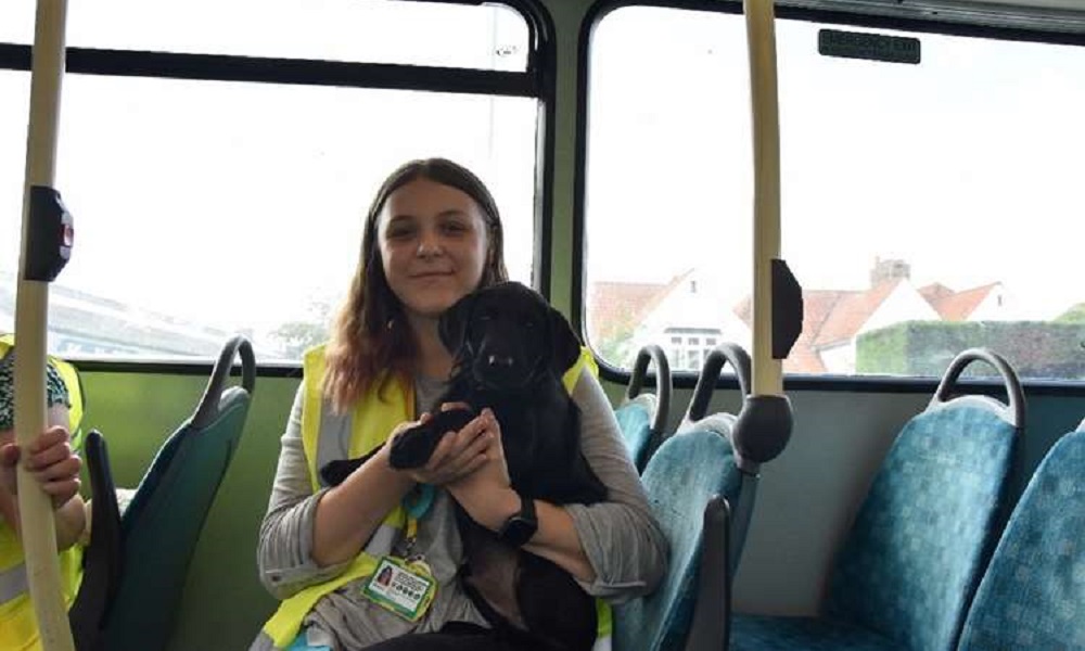 Are Dogs Allowed on Buses Arriva? Pet Help Reviews UK