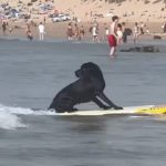 Are Dogs Allowed on Fistral Beach