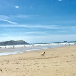 Are Dogs Allowed on Polzeath Beach