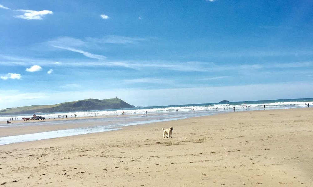 Are Dogs Allowed on Polzeath Beach