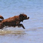 Are Dogs Allowed on Sandbanks Beach