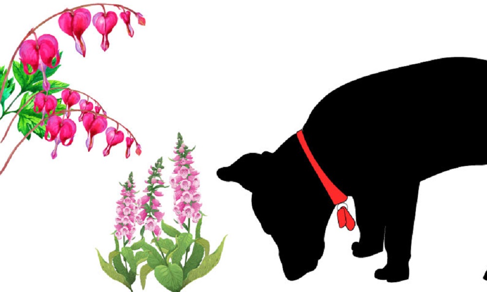 Are Dogs Attracted to Foxglove