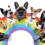 Are Dogs Gay