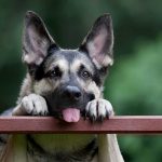 Are Dogs Mouths Clean