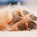 Are Dogs Paw Pads Supposed to Be Rough