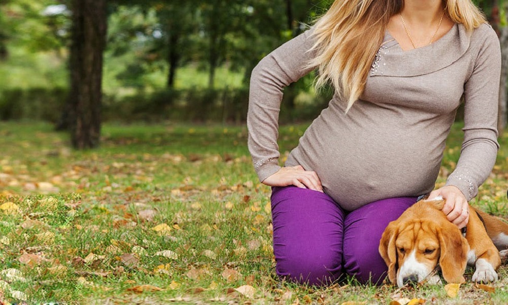 Are Dogs Protective of Pregnant Owners