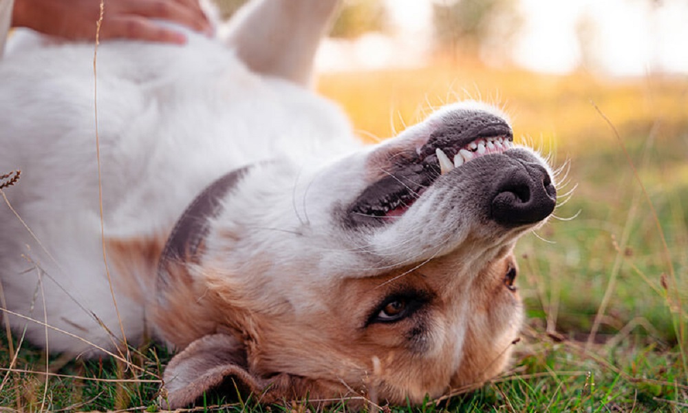 Are Dogs Ticklish