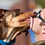Are Dogs Tongues Clean