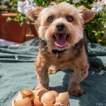 Are Eggs Good for Dogs Uk