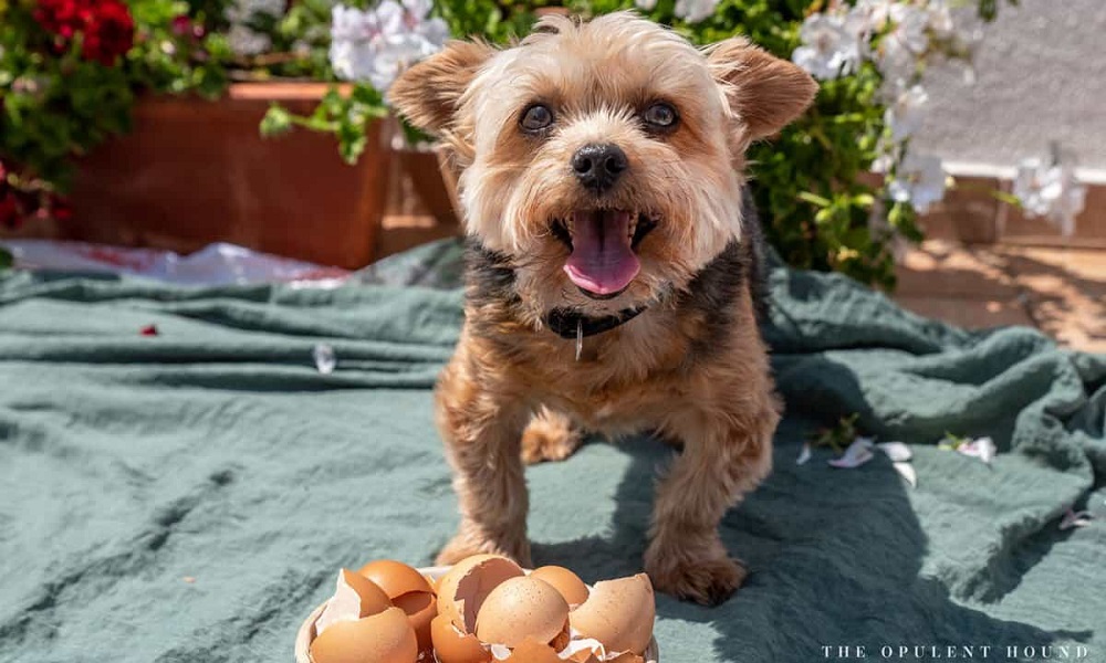 Are Eggs Good for Dogs Uk