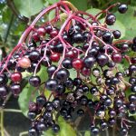 Are Elderberries Poisonous to Dogs