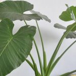 Are Elephant Ear Plants Poisonous to Dogs