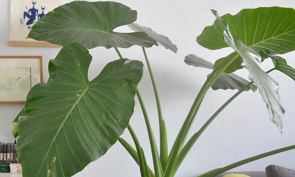 Are Elephant Ear Plants Poisonous to Dogs