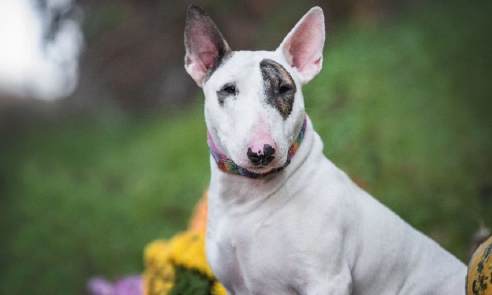 Are English Bull Terriers Good Family Dogs