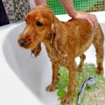 Are Epsom Salts Safe for Dogs