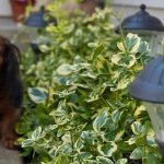 Are Euonymus Poisonous to Dogs