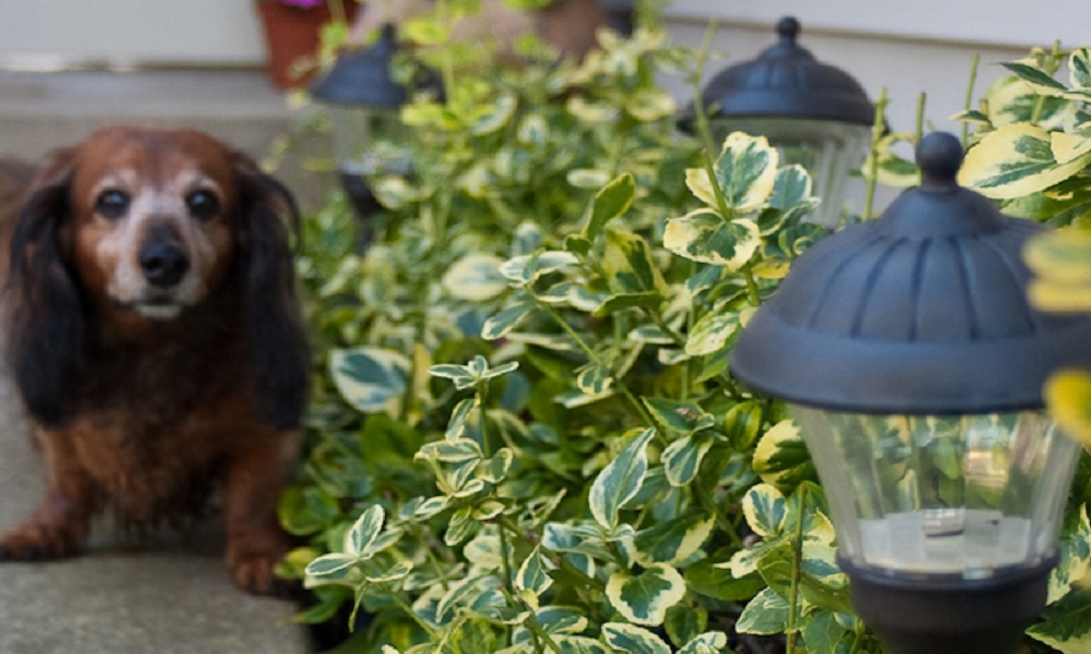 Are Euonymus Poisonous to Dogs