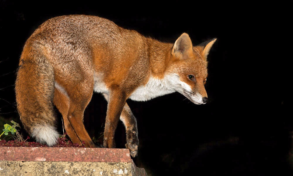 Are Foxes Dangerous to Dogs