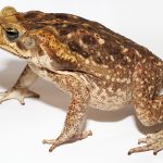 Are Frogs Poison to Dogs