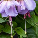 Are Fuchsia Berries Poisonous to Dogs