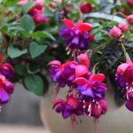 Are Fuchsias Toxic to Dogs