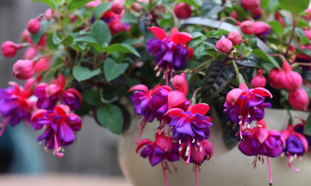 Are Fuchsias Toxic to Dogs