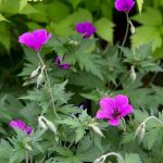 Are Geraniums Poisonous to Dogs Uk