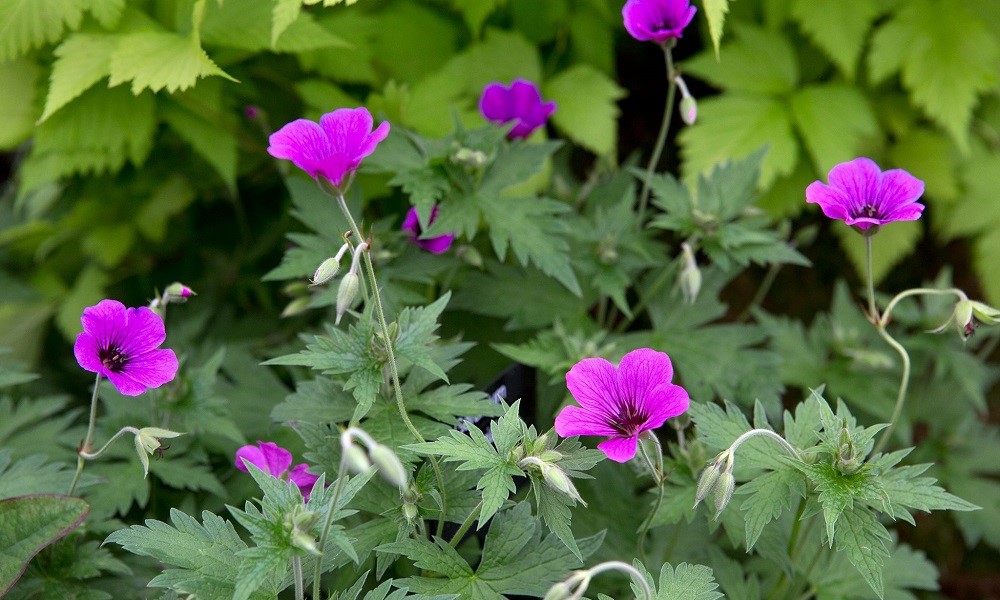 are geraniums poisonous to cats or dogs