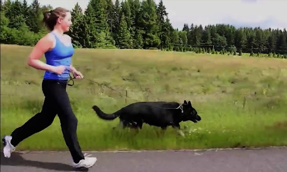 Are German Shepherds Good Running Dogs