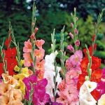 Are Gladiolus Poisonous to Dogs