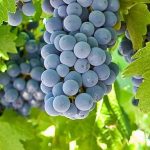 Are Grape Vines Poisonous to Dogs