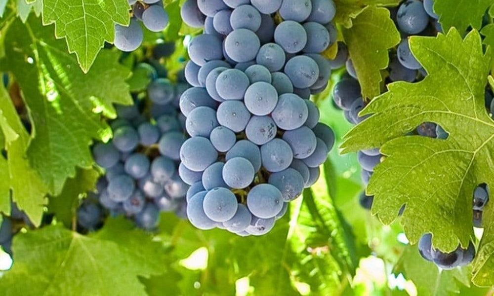 Are Grape Vines Poisonous to Dogs