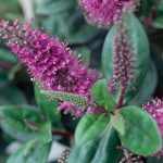 Are Hebes Toxic to Dogs
