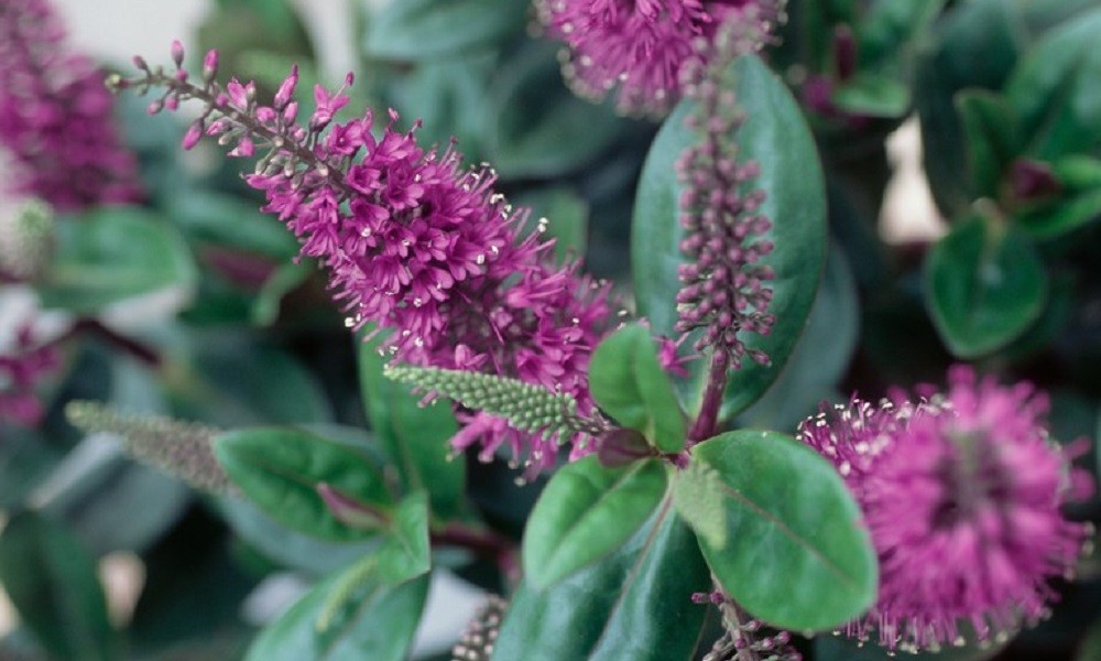 Are Hebes Toxic to Dogs