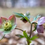 Are Hellebores Poisonous to Dogs