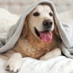 Are Holiday Inns Dog Friendly