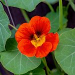 Are Nasturtiums Poisonous to Dogs
