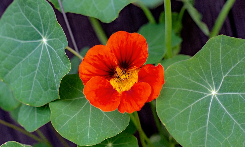 Are Nasturtiums Poisonous to Dogs