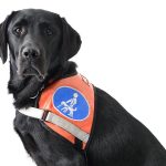 Are Service Dogs Allowed in Restaurants Uk