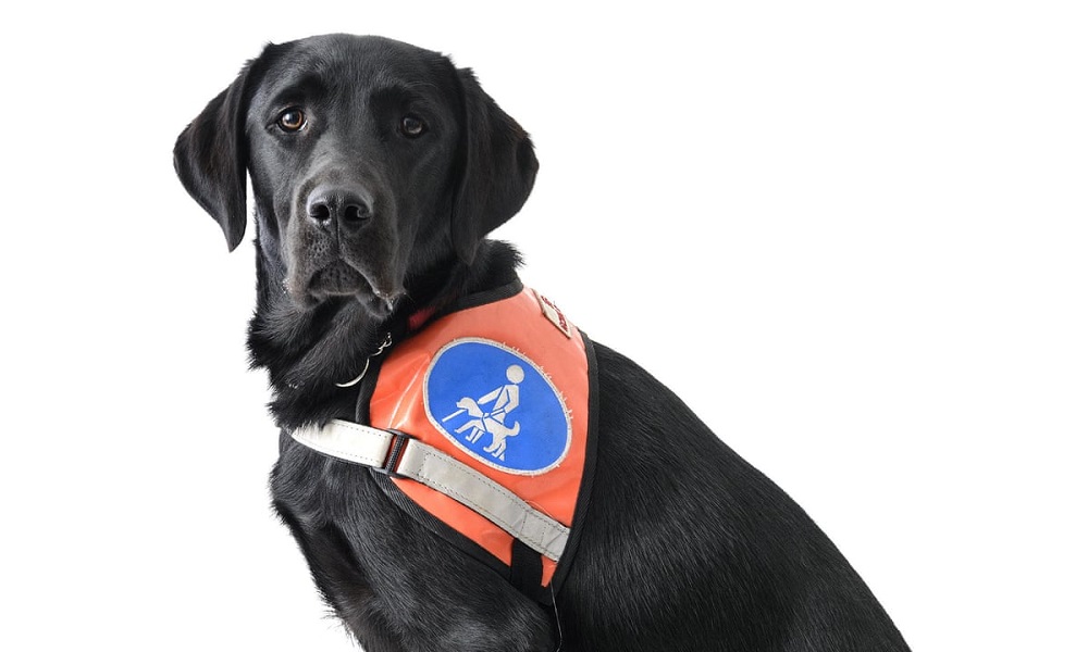 Are Service Dogs Allowed in Restaurants Uk? Pet Help Reviews UK