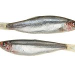 Are Sprats Good for Dogs