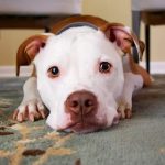 Can Dogs Eat Vegan Sausage