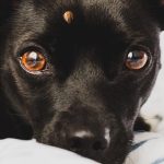 Can Dogs Get Lyme Disease Uk